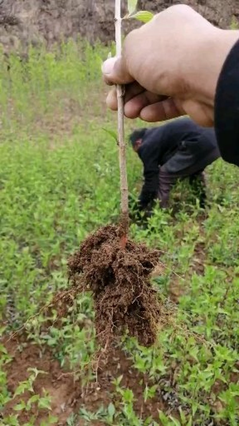 山茱萸苗山茱萸山萸肉肉枣枣皮红枣皮河南山茱萸