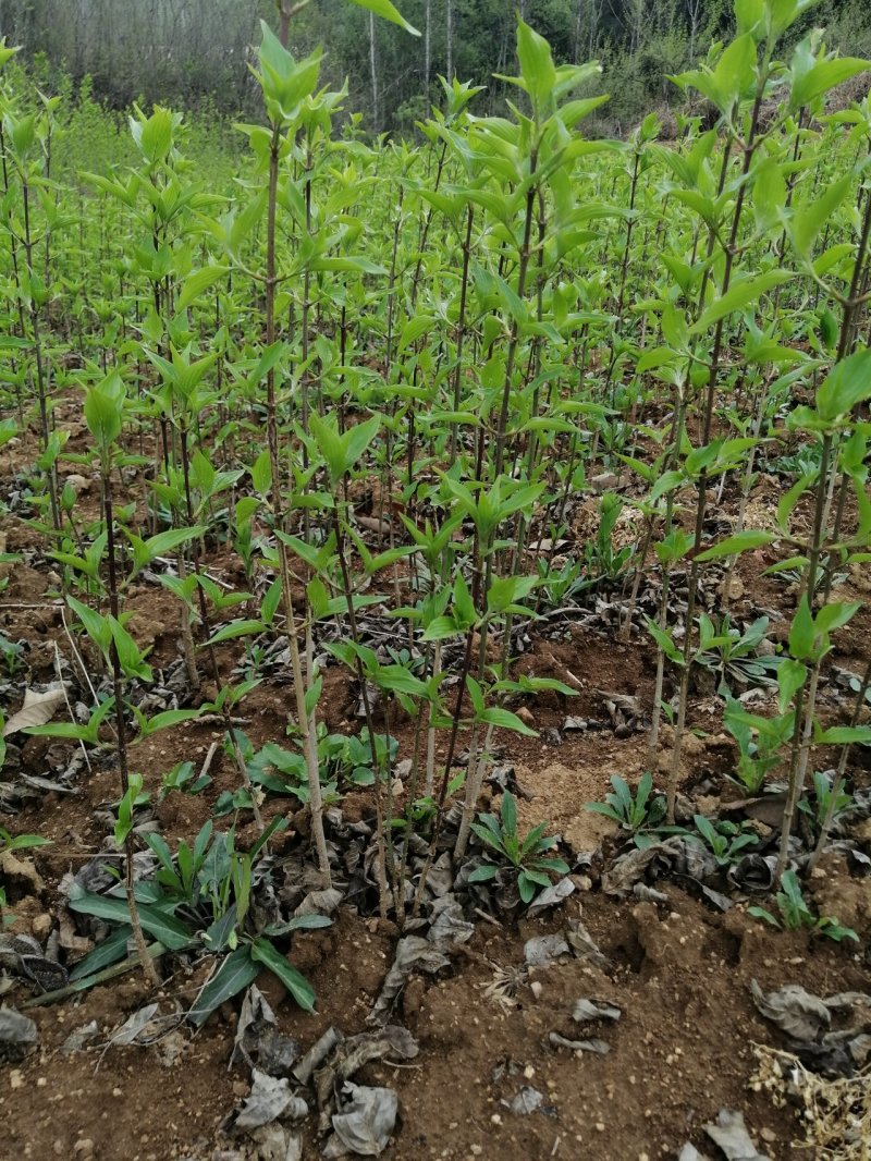 山茱萸苗山茱萸山萸肉肉枣枣皮红枣皮河南山茱萸