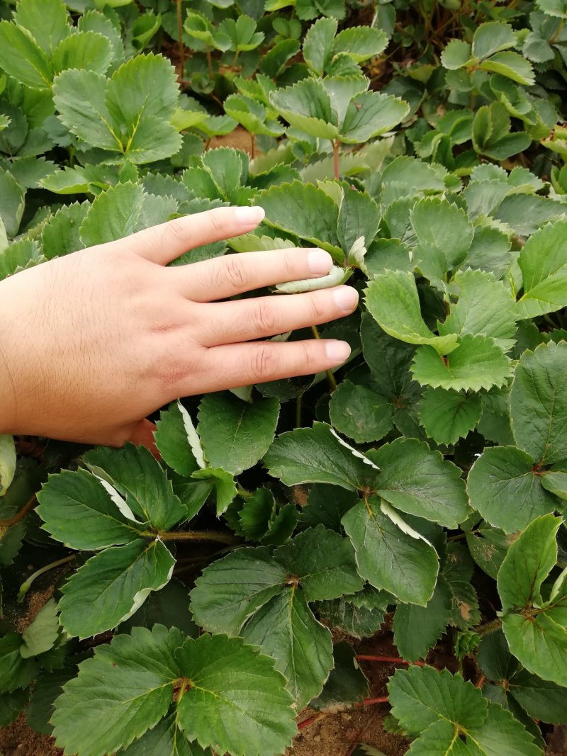 蒙特瑞草莓苗四季结果草莓苗盆栽草莓苗批发