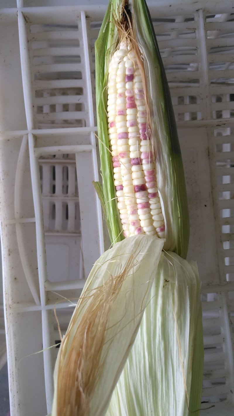 玉米棒