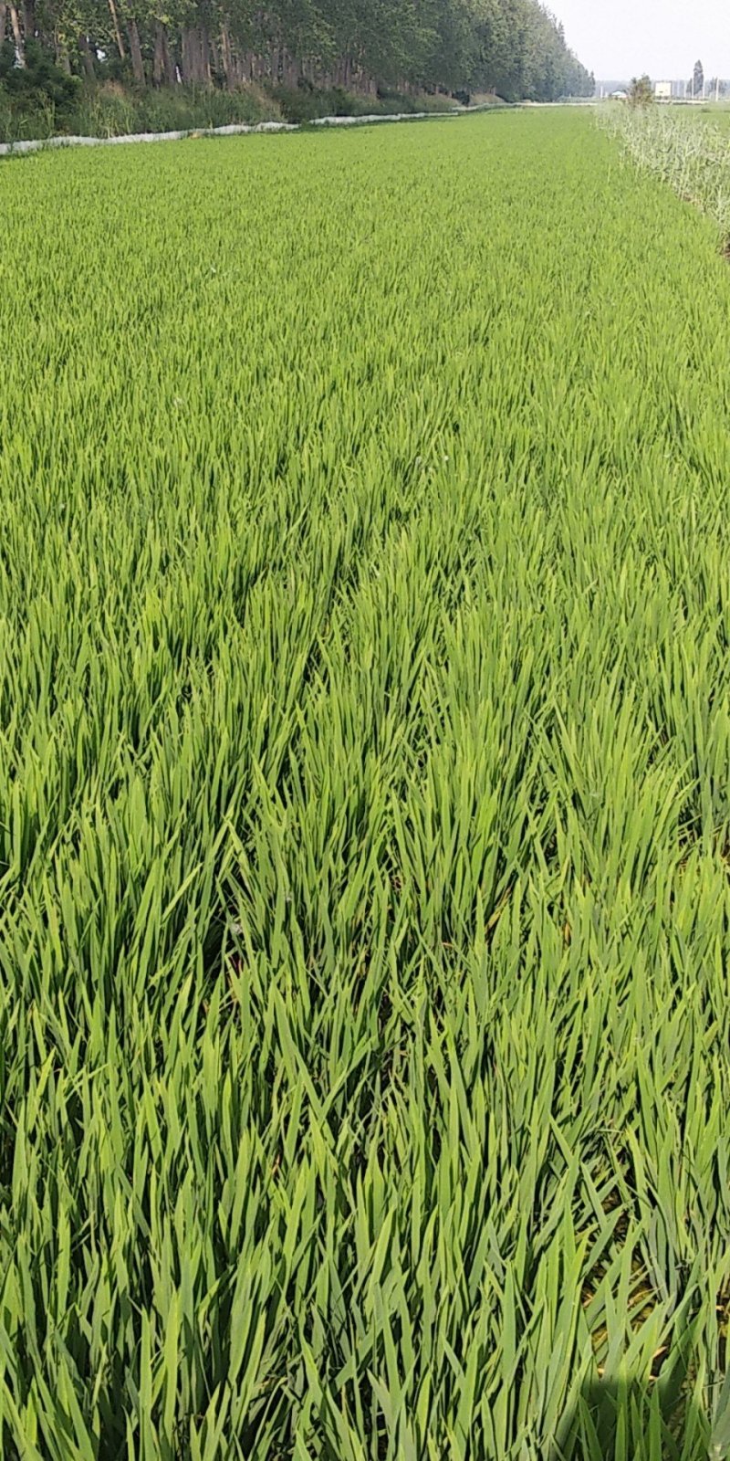 盘锦盐丰系稻谷稻蟹共生让稻谷更优质
