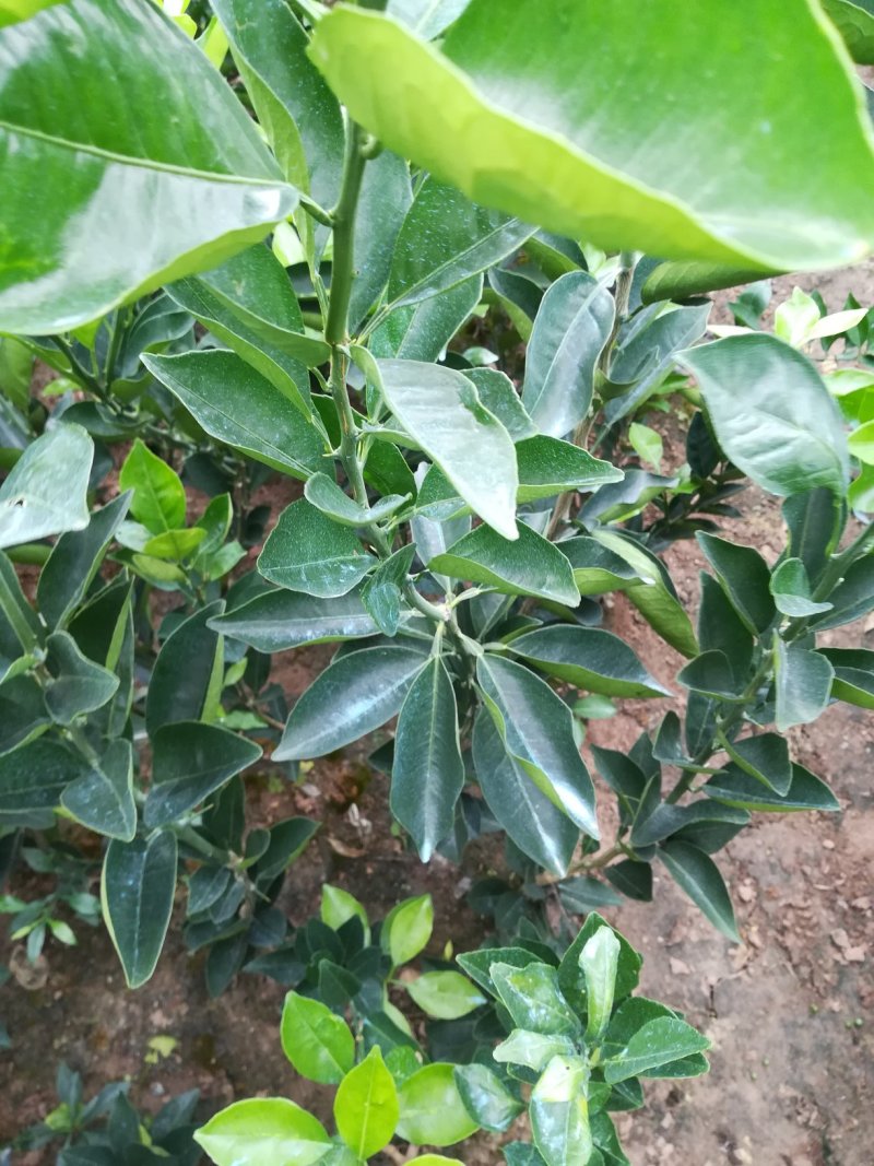 卡拉卡拉红肉脐橙苗，卡拉红心脐橙苗，品质保证欢迎来电