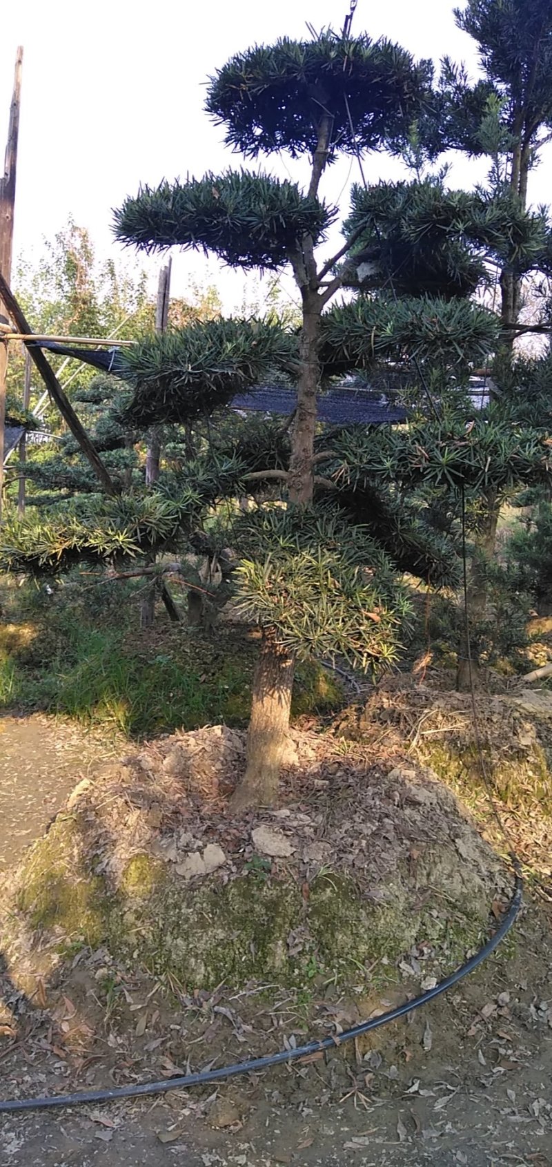 罗汉松