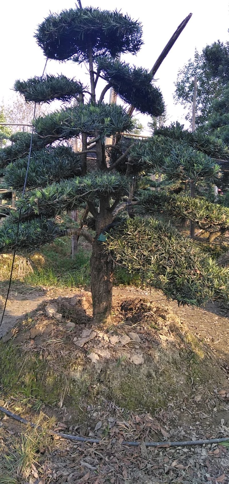 罗汉松
