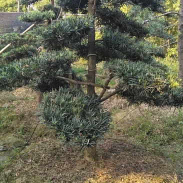 罗汉松
