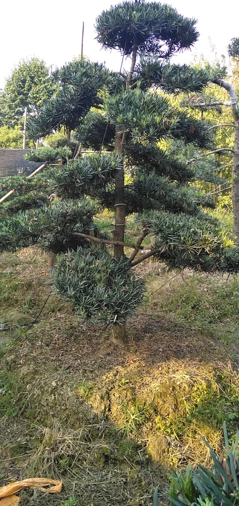 罗汉松