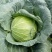 富硒苞菜扁包菜万亩基地任君选购一手货源,量大从优。
