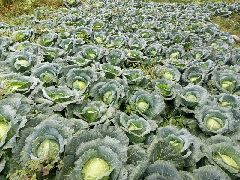 富硒苞菜扁包菜万亩基地任君选购一手货源，量大从优。