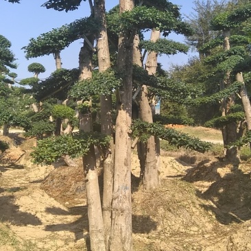 小叶女桢