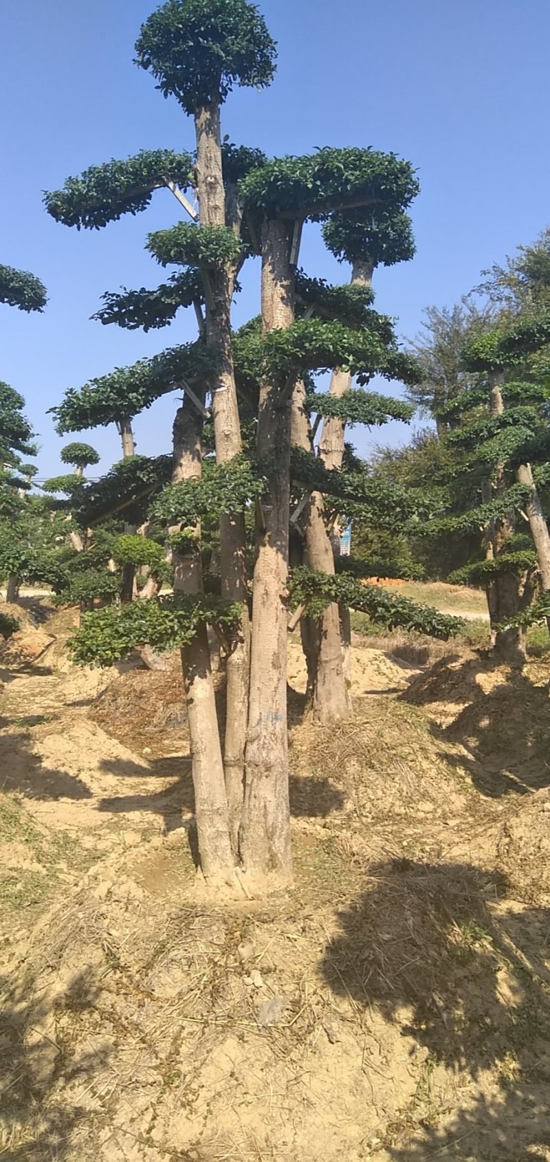 小叶女桢
