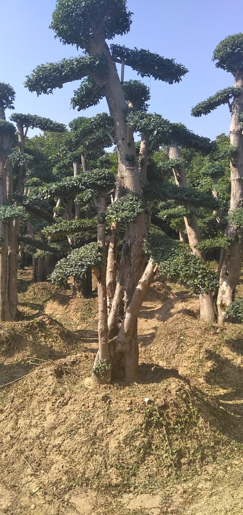 小叶女桢
