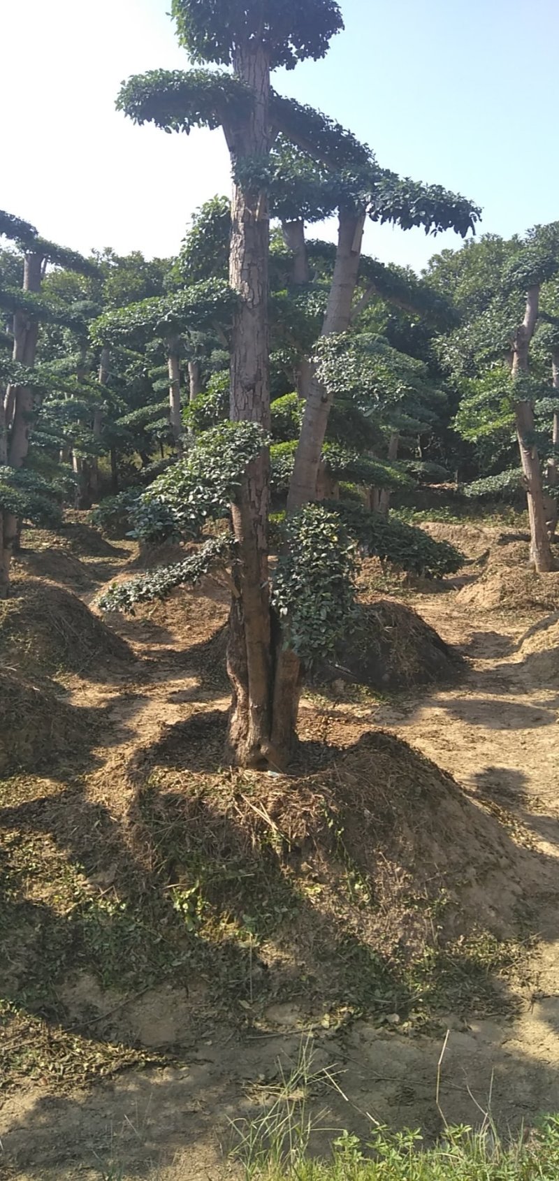 小叶女桢