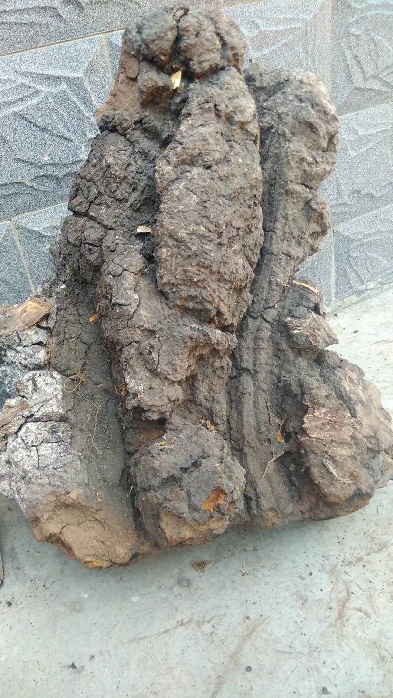 野生桦树黄
