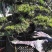 罗汉松