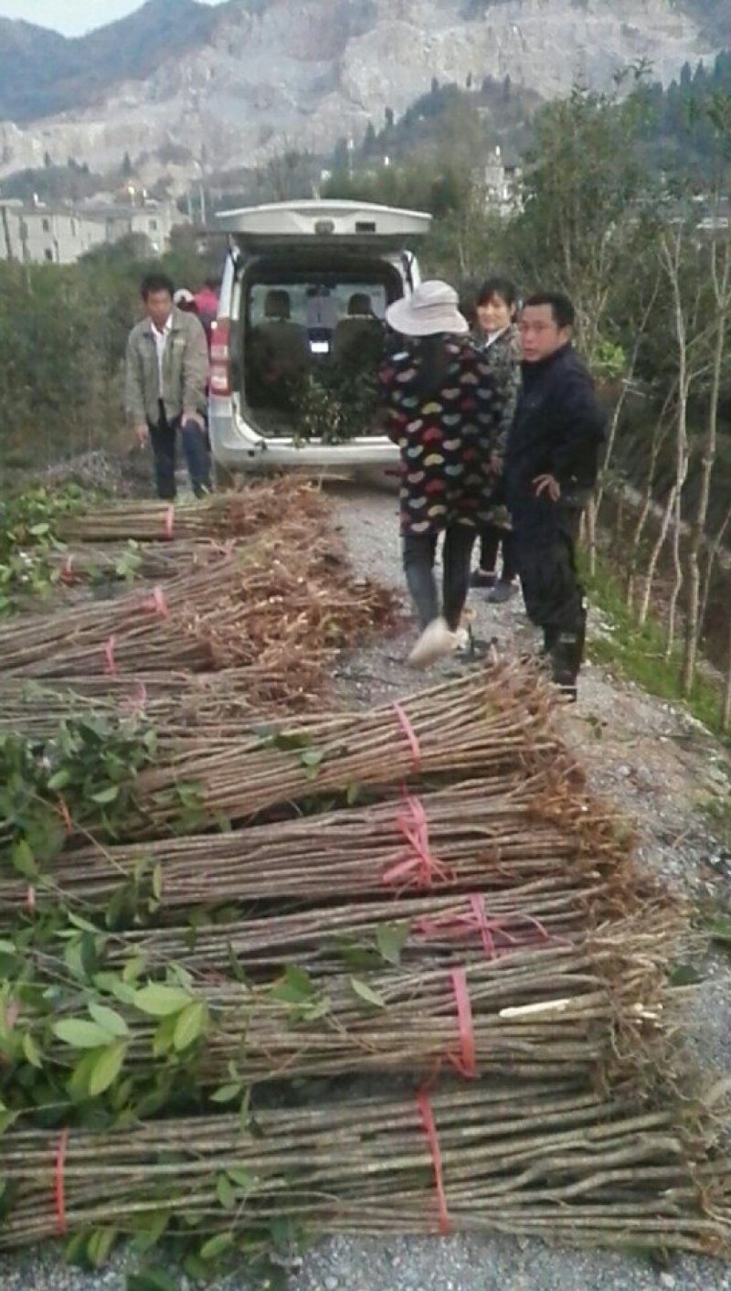 湖北咸宁桂花树红花丹桂基地货源充足回购率高