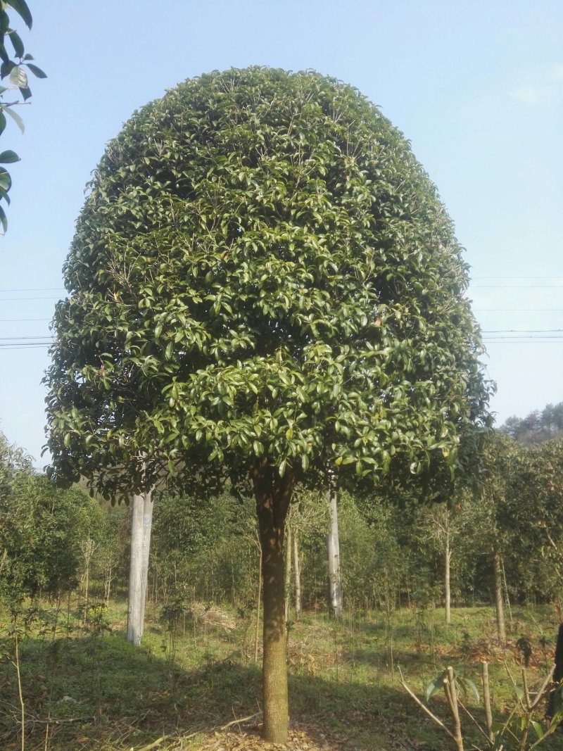 湖北咸宁桂花树红花丹桂基地货源充足回购率高