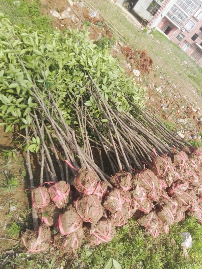 湖北咸宁桂花树红花丹桂基地货源充足回购率高