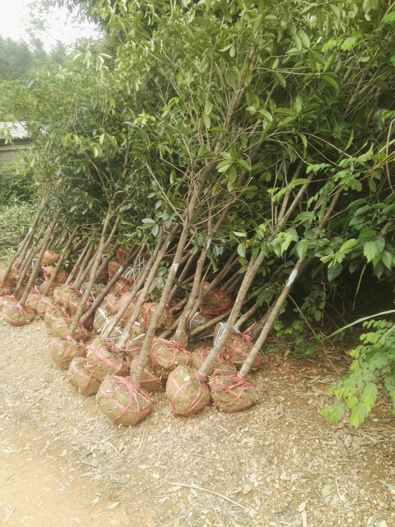 湖北咸宁桂花树红花丹桂基地货源充足回购率高