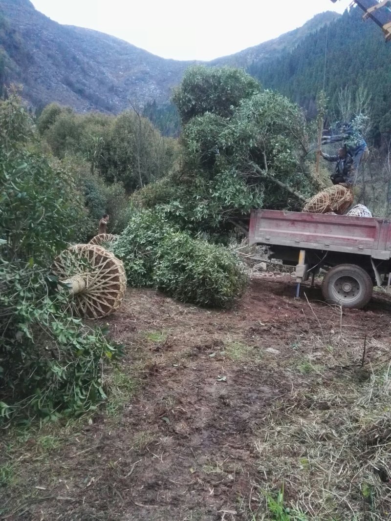 湖北咸宁桂花树红花丹桂基地货源充足回购率高