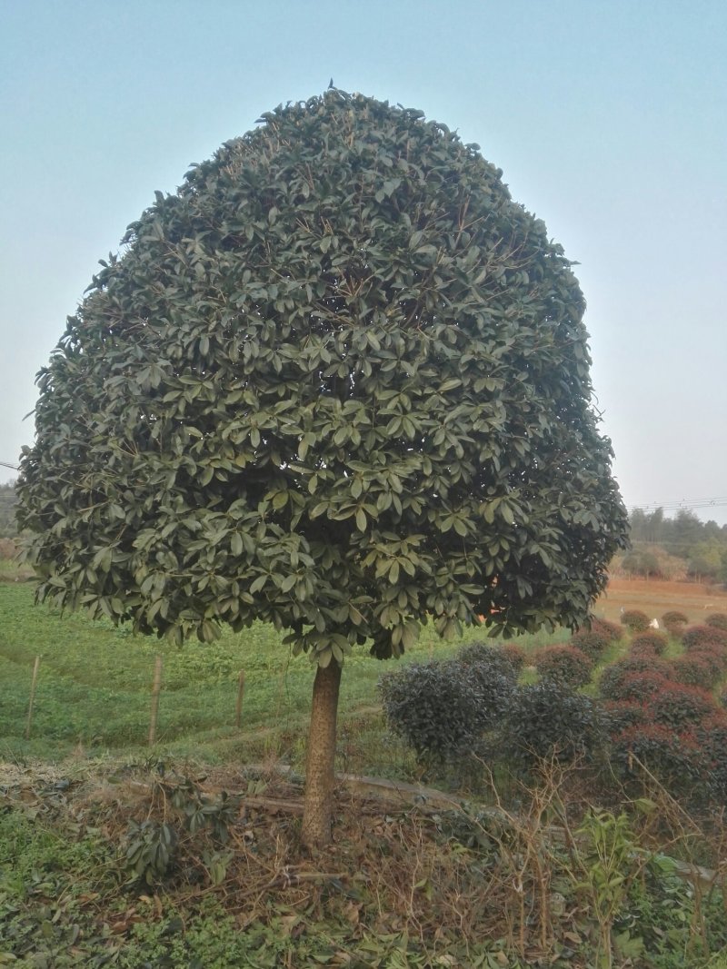 湖北咸宁桂花树红花丹桂基地货源充足回购率高