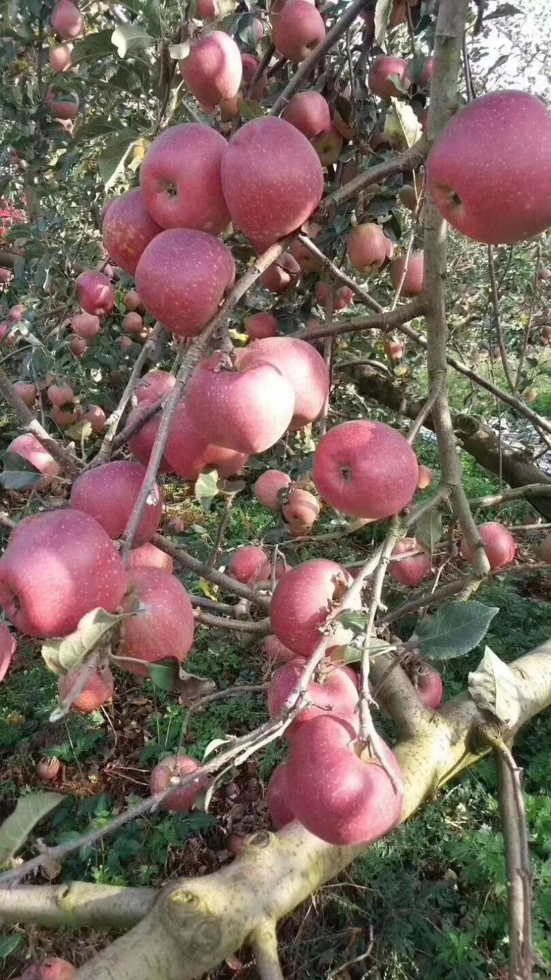 昭通丑苹果