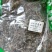 旱莲草墨旱莲鳢肠中药材111农家初选中药材