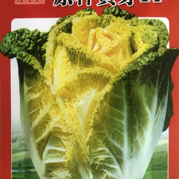 大白菜原种黄牙14大白菜种子