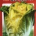大白菜原种黄牙14大白菜种子