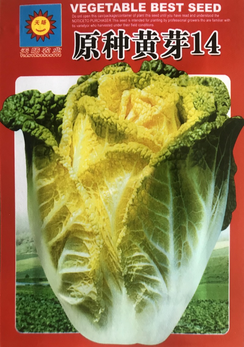 大白菜原种黄牙14大白菜种子