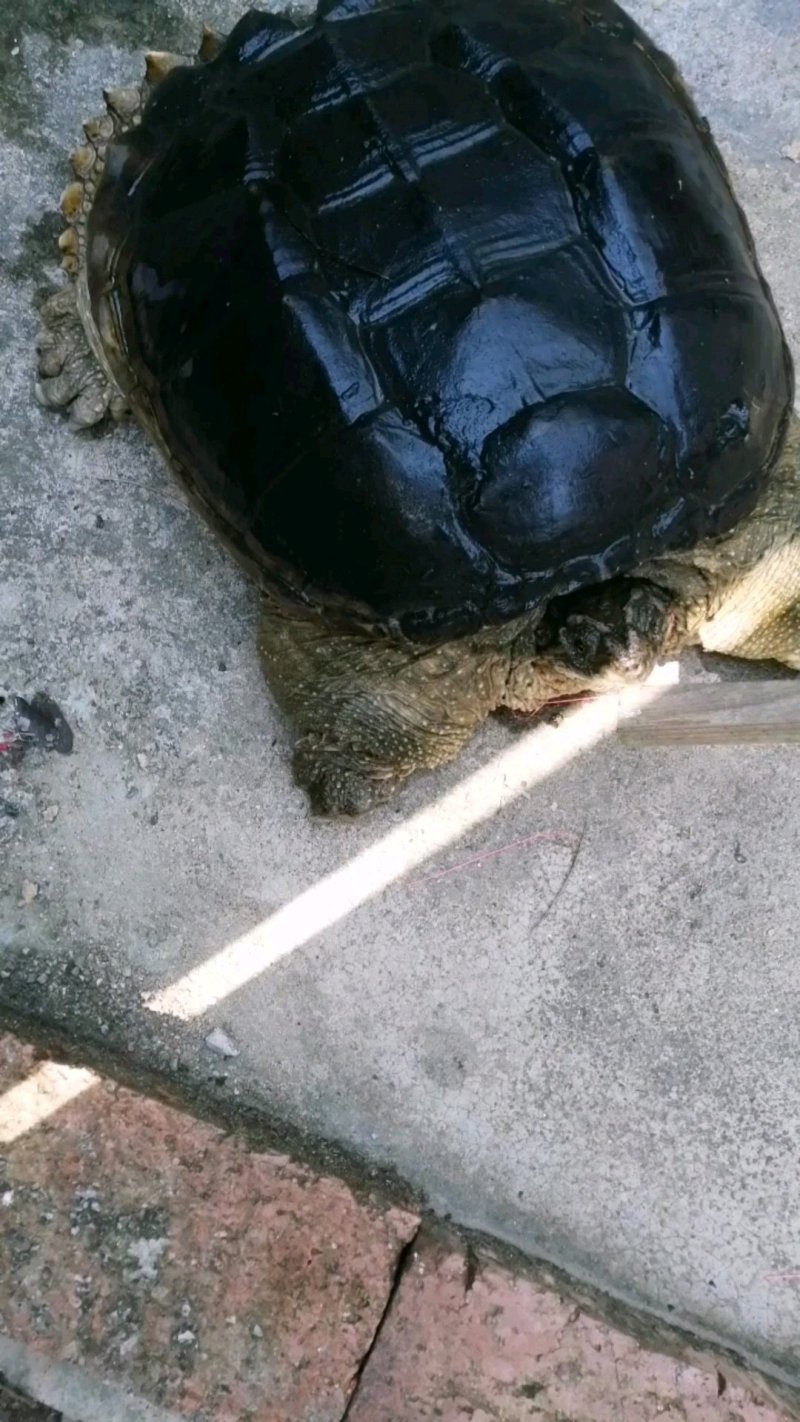 佛鳄一两起都有