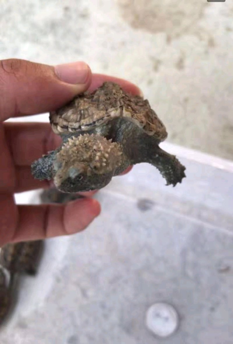 佛鳄一两起都有