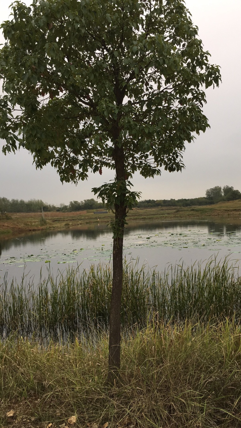 供应各种风景树，香樟树，卜树，乔灌木，以及绿化苗木栽培，