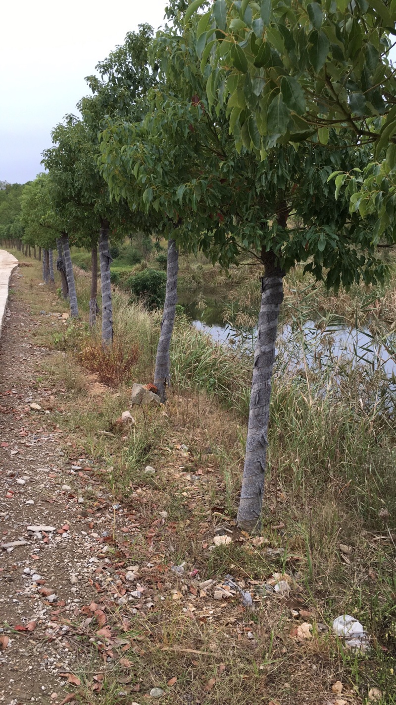 供应各种风景树，香樟树，卜树，乔灌木，以及绿化苗木栽培，
