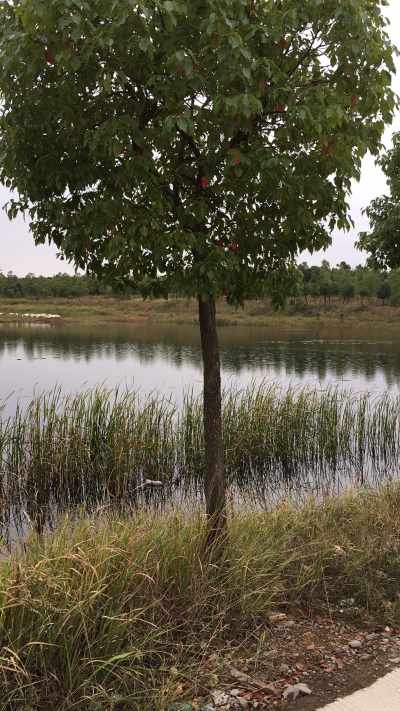 供应各种风景树，香樟树，卜树，乔灌木，以及绿化苗木栽培，