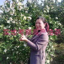 油茶苗价格可谈量大从优规格齐全品质保证欢迎咨询