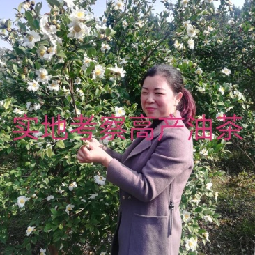 油茶苗价格可谈量大从优规格齐全品质保证欢迎咨询