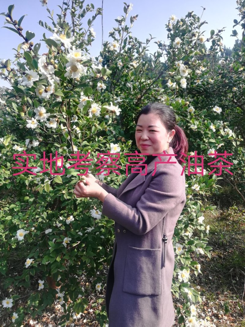 油茶苗价格可谈量大从优规格齐全品质保证欢迎咨询