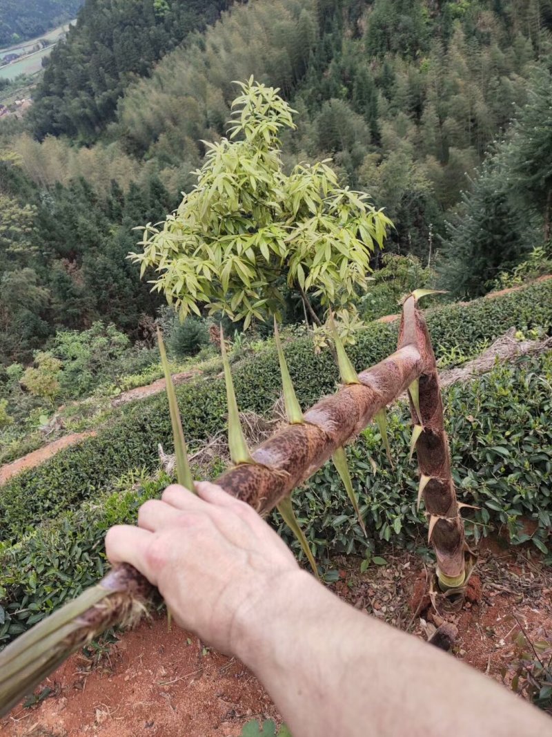出租20亩茶园