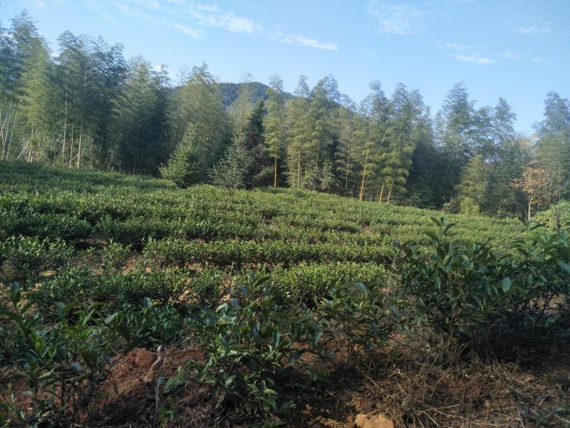 出租20亩茶园
