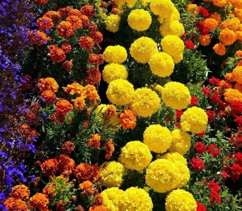 万寿菊种子南非万寿菊四季易种易活混色花海观赏