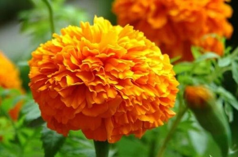 万寿菊种子南非万寿菊四季易种易活混色花海观赏