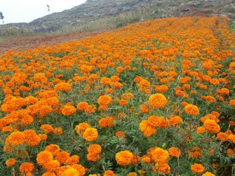 万寿菊种子南非万寿菊四季易种易活混色花海观赏