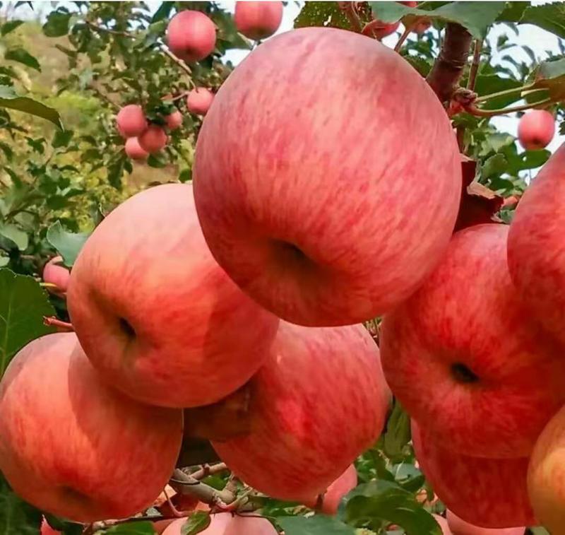 山东红富士苹果条纹全红脆甜苹果保质保量货源充足
