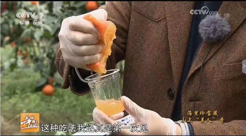 红美人柑橘
