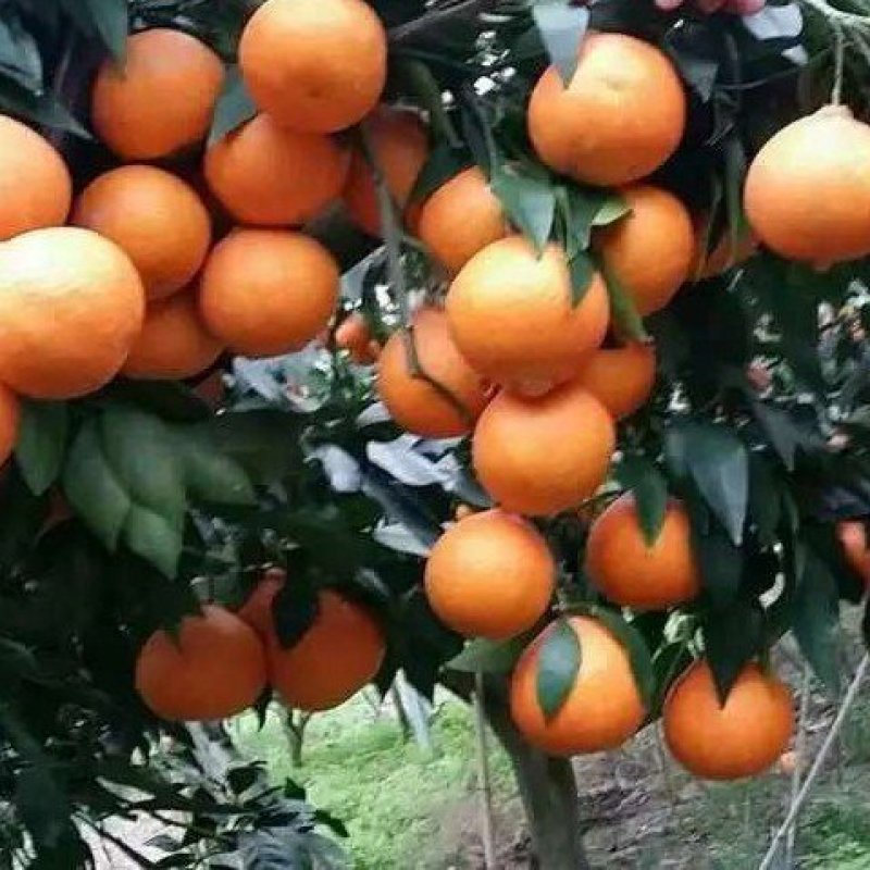 红美人柑橘