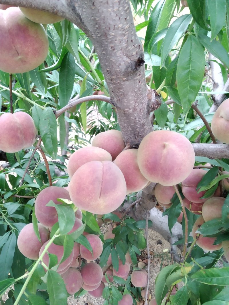 冬桃大量批发颜色好甜度高