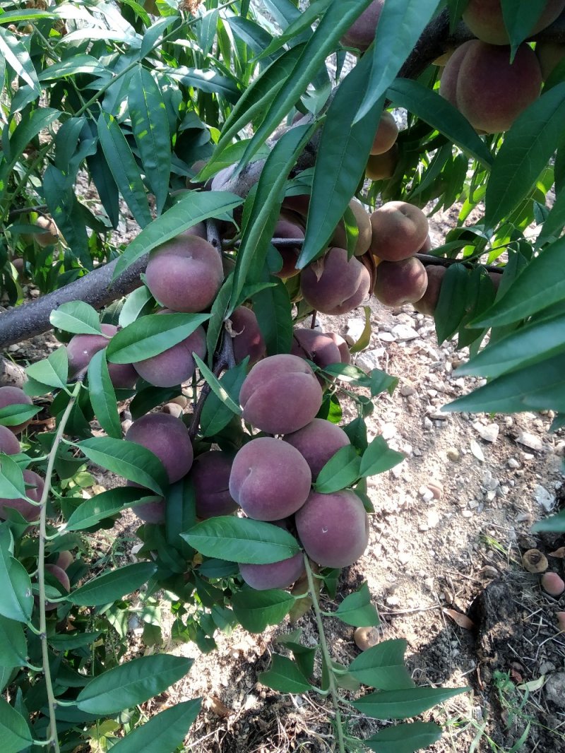冬桃大量批发颜色好甜度高