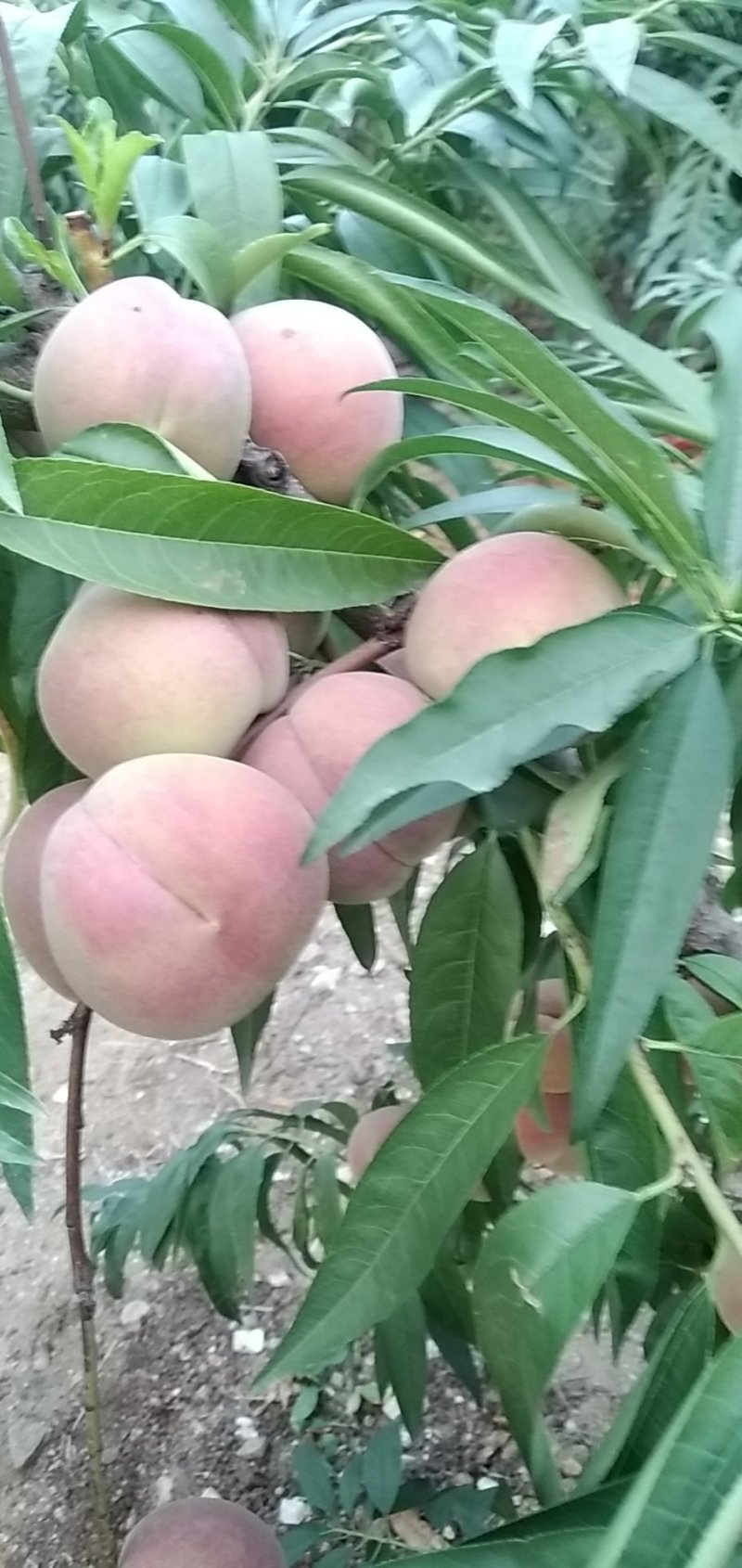 冬桃大量批发颜色好甜度高