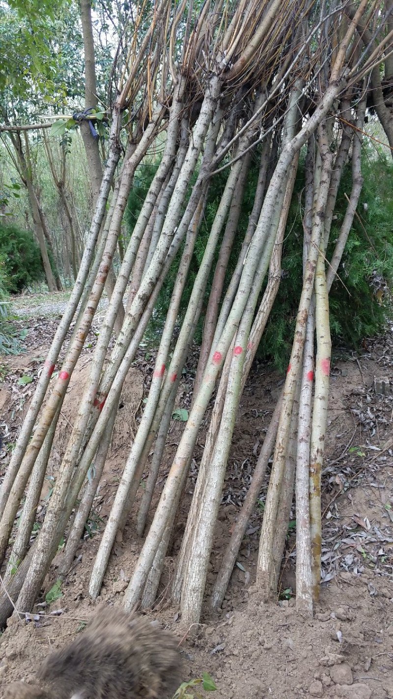 垂柳垂柳苗金丝垂柳青皮垂柳黄皮垂柳柳树