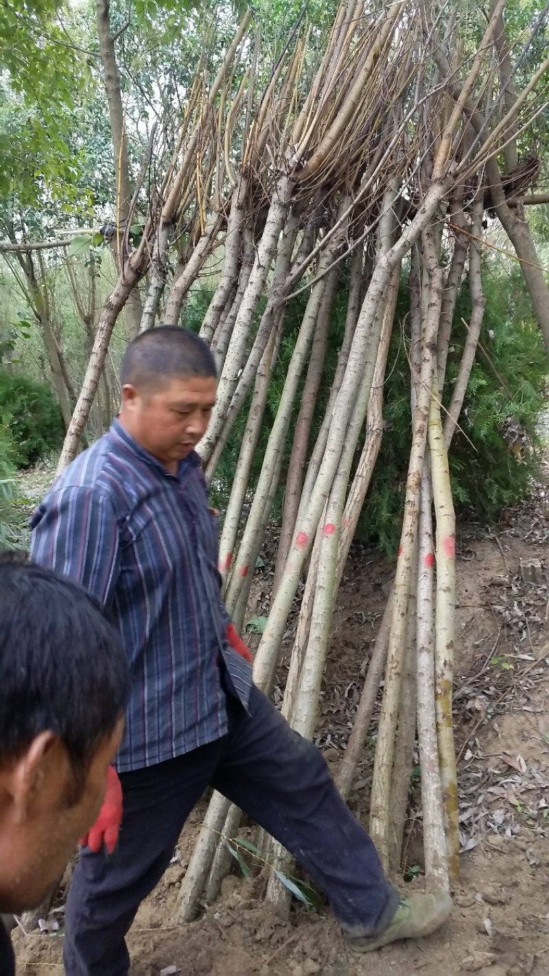 垂柳垂柳苗金丝垂柳青皮垂柳黄皮垂柳柳树